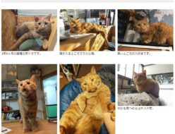 まいぷれ動物園