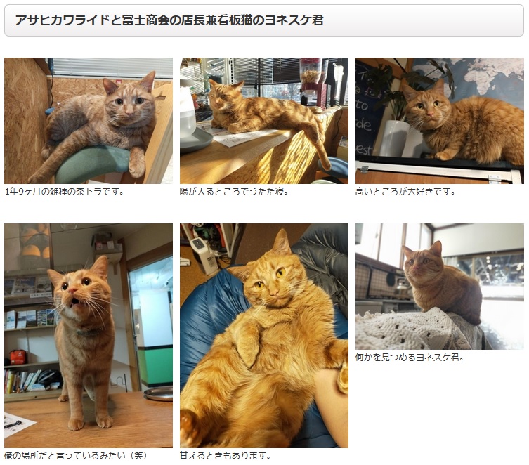 まいぷれ動物園